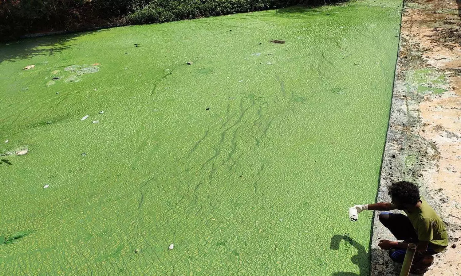 krishna water, green colour, nagar kurnool, telangana