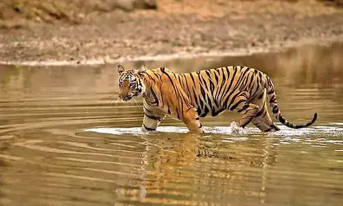 tigers, adialabad, forest, forest, police, joint operation