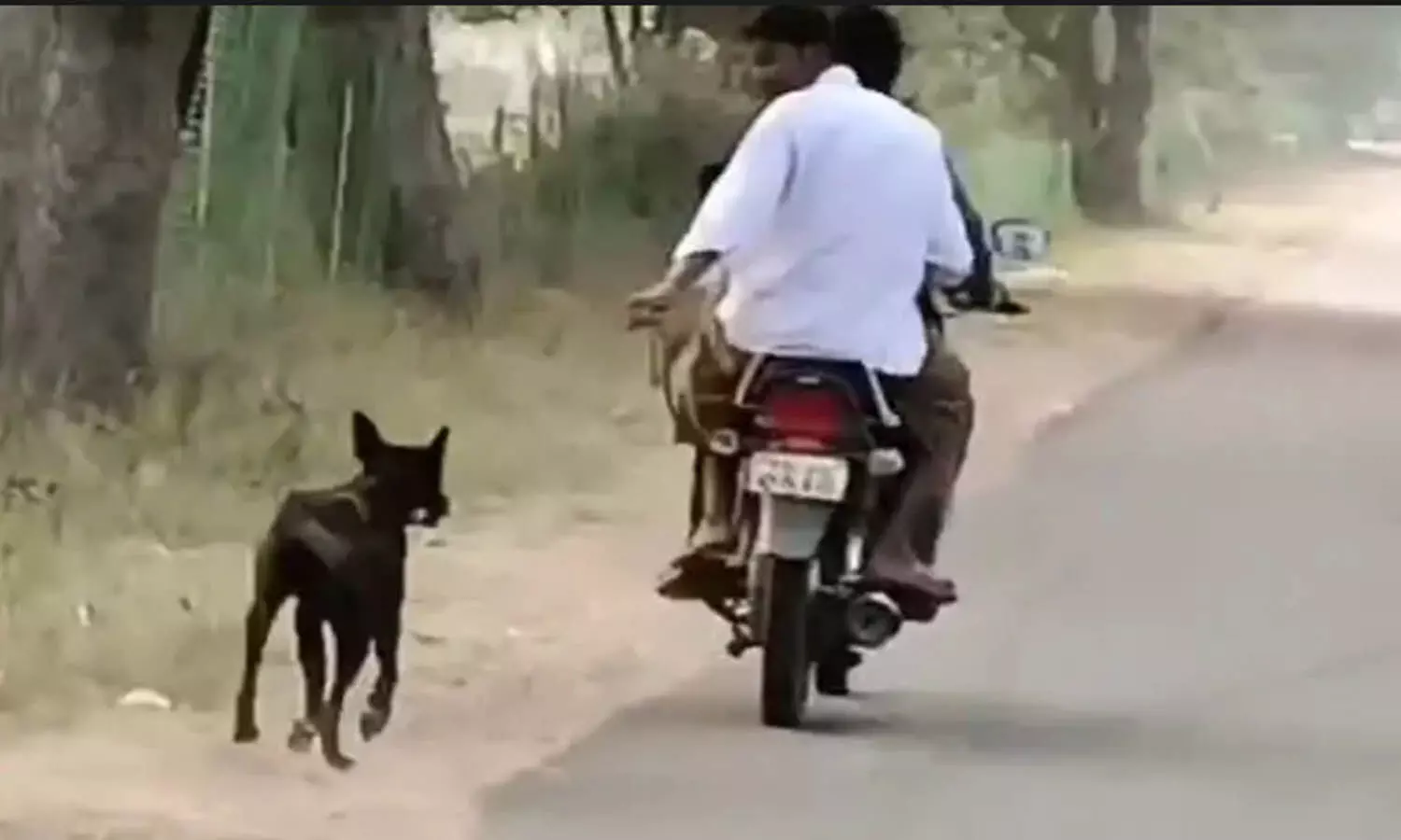 komuraiah, dog, pigs, byke