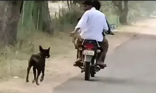 komuraiah, dog, pigs, byke