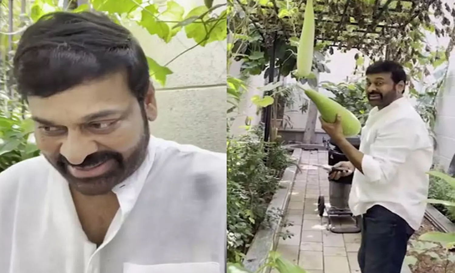 రైతులందరికీ నా సెల్యూట్.. పెరట్లో ఆనపకాయ చూసి మురిసిపోయిన చిరంజీవి