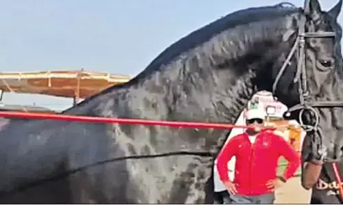 horse, five crores, ravan, nasik, marwar