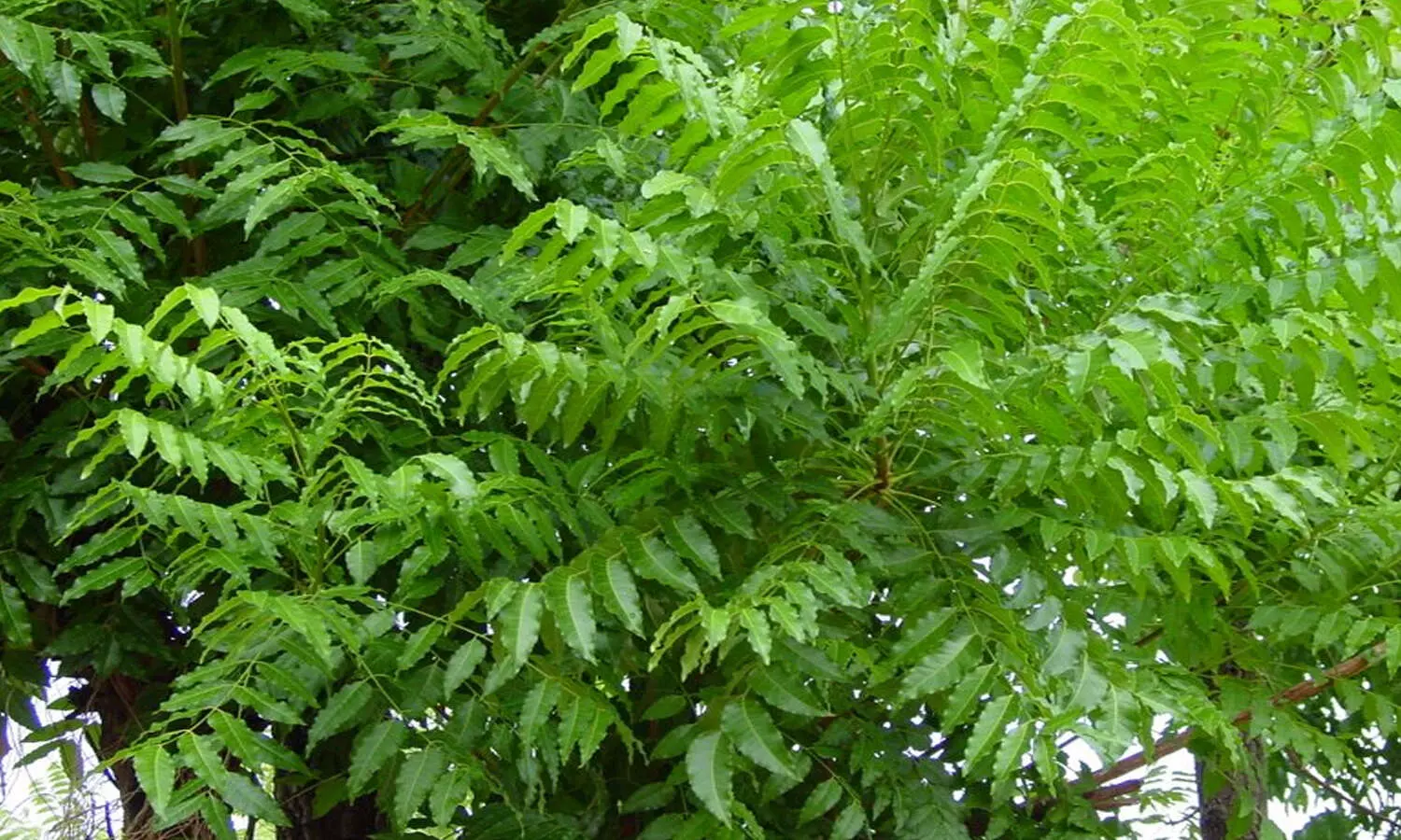 వేపకు పెరిగిన డిమాండ్.. ఎకరానికి రూ.15వేలు ఆదాయం !