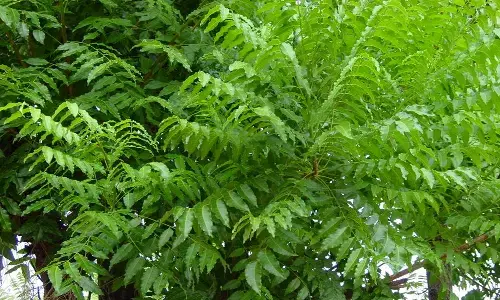 వేపకు పెరిగిన డిమాండ్.. ఎకరానికి రూ.15వేలు ఆదాయం !