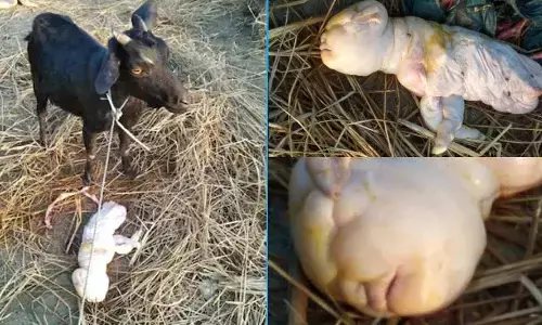 వింత ఘటన.. మనిషి ముఖంతో పుట్టిన మేక పిల్ల !