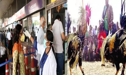 sankranthi festival in west goadavari