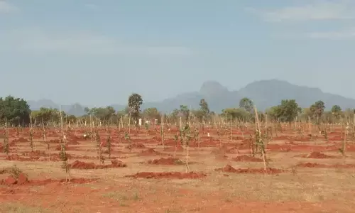 red sandal, harithaharam, forest deapartment, telangana