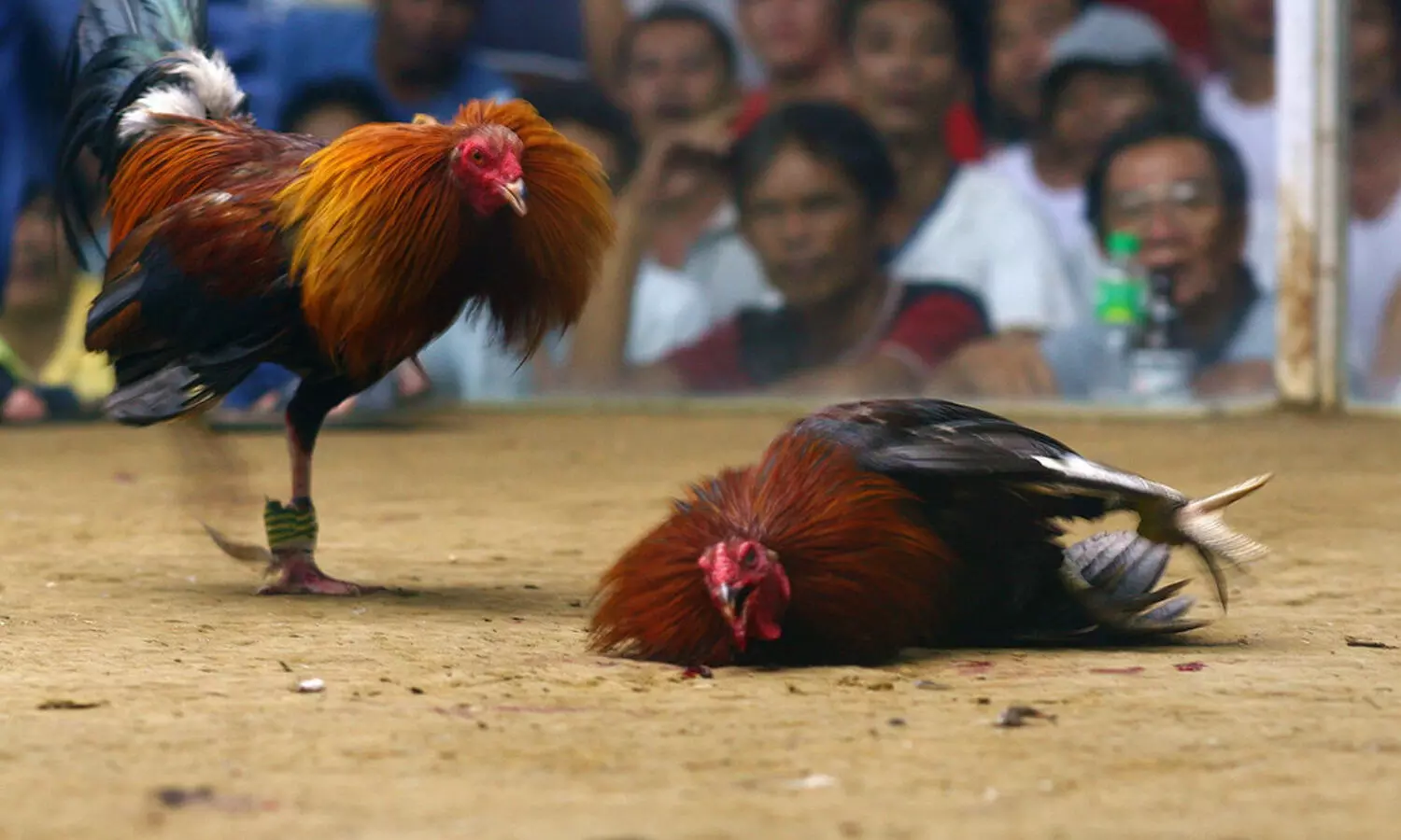 cock fights, east godavari, west godavari, andhra pradesh