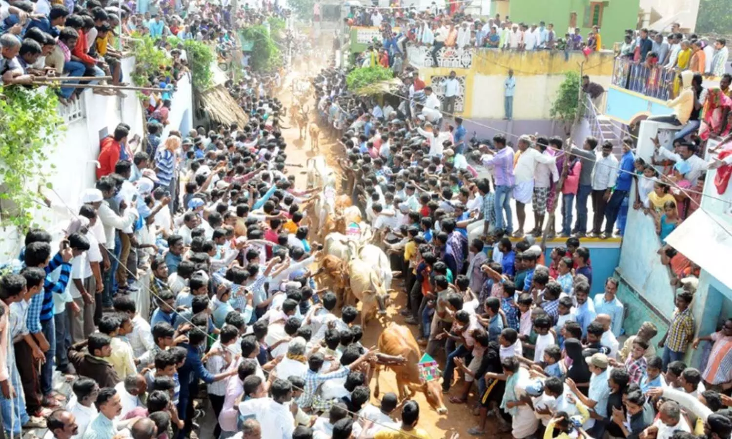 jallikattu, rangampet, chithoor district, andhra pradesh