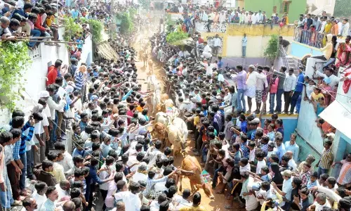 jallikattu, rangampet, chithoor district, andhra pradesh