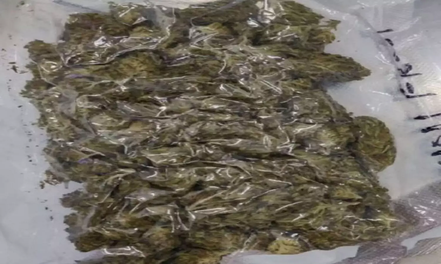 అక్రమ దందా.. రూ.55 లక్షల విలువైన గంజాయి పట్టివేత