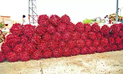 enumamula markter yard, mirchi, farmers, agitation