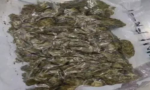 అక్రమ దందా.. రూ.55 లక్షల విలువైన గంజాయి పట్టివేత