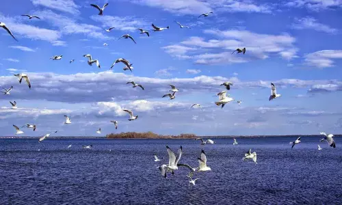 rayalaseema, sea, sribalaji, sullurupet, gudur