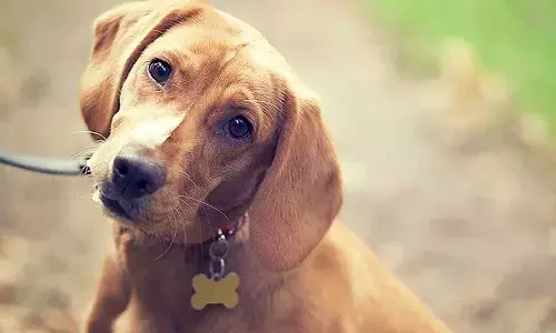 నాటు బాంబును కొరికిన శునకం