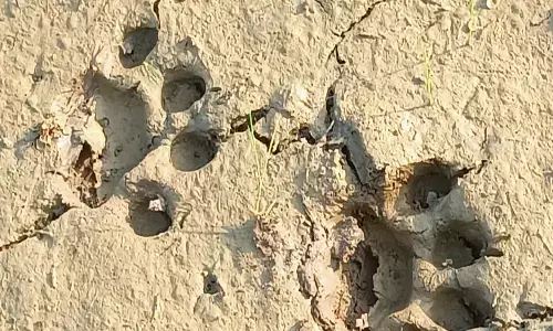 ఖమ్మంజిల్లాలో పెద్దపులి సంచారం.. ఆందోళనలో ప్రజలు