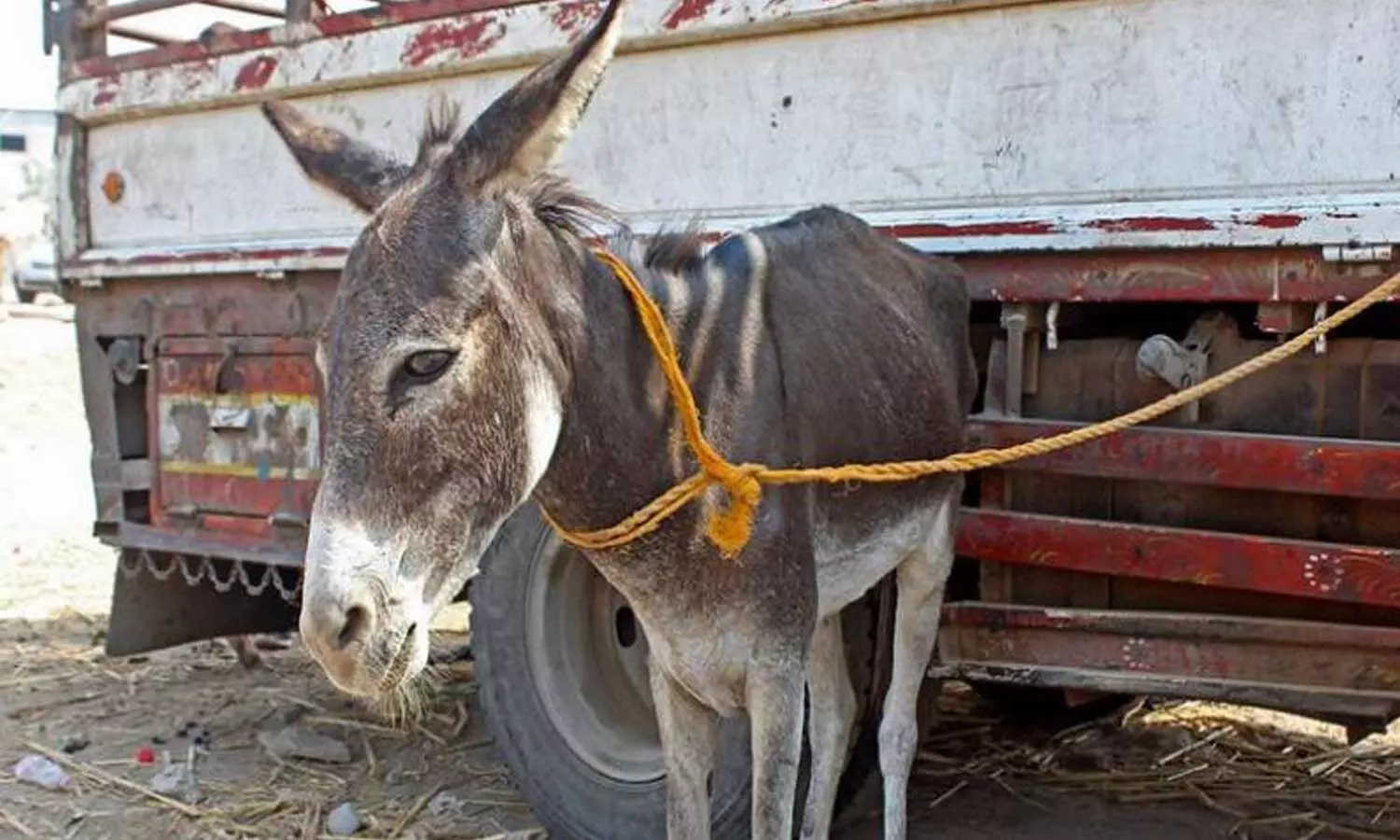 donkey, theft, kurnool, tadepalli, google