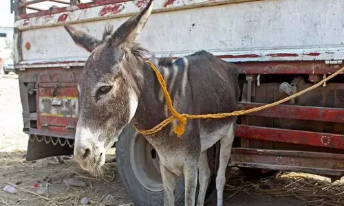 donkey, theft, kurnool, tadepalli, google