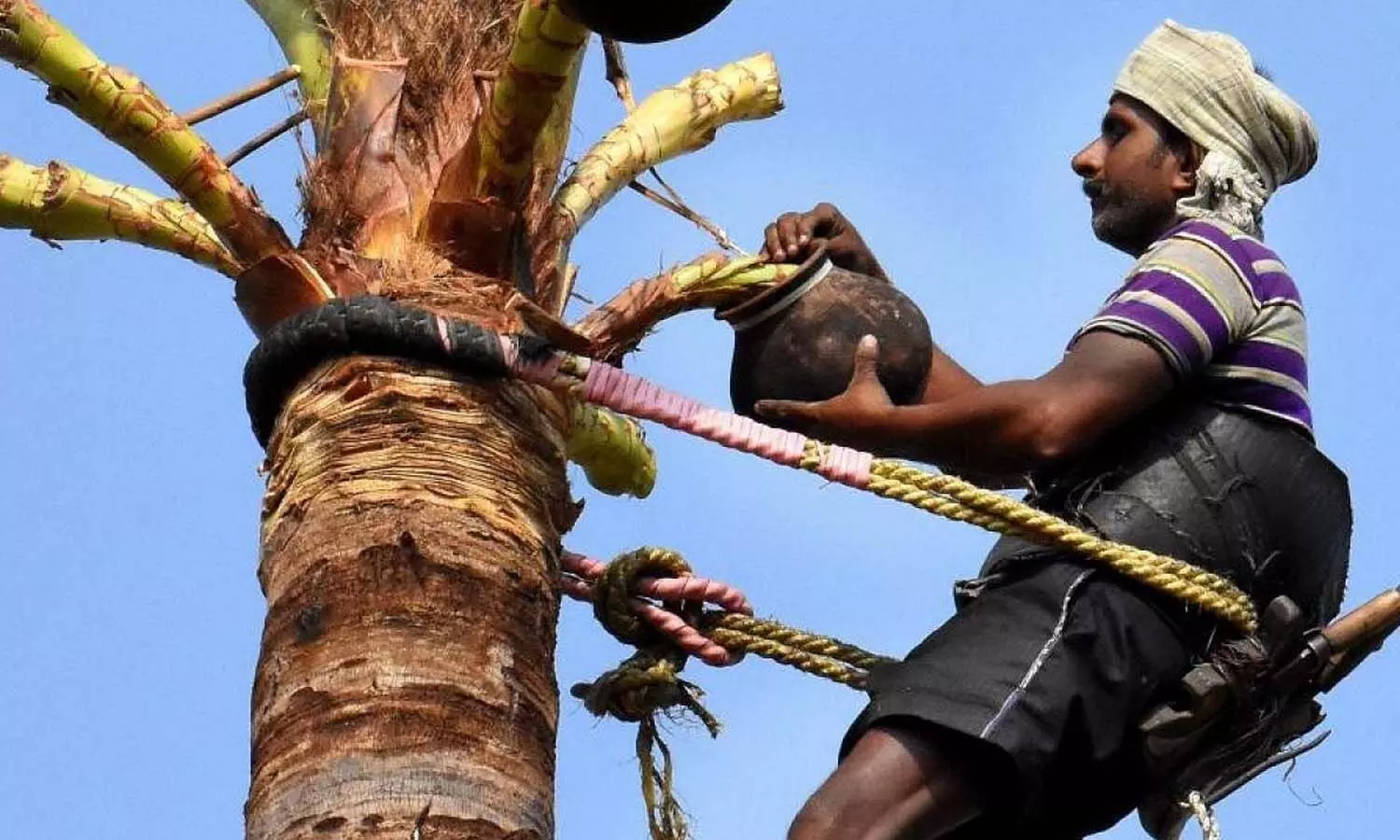 adulteration toddy, tribals, rajaommingi, east godavari
