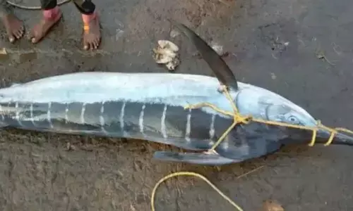 fishing, fishermen, sea, fish, died