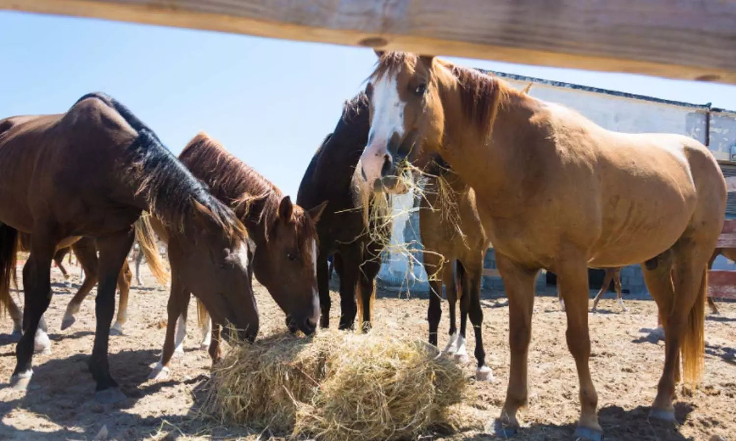 horse racing,online, rachakonda police, arrest, jojireddy