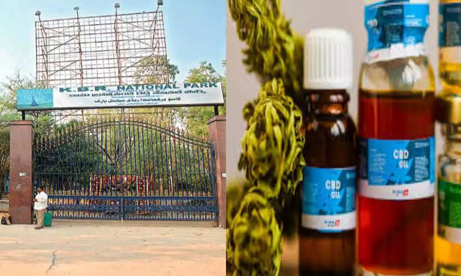 కేబీఆర్ పార్క్ వద్ద గంజాయి స్మగ్లర్లు అరెస్ట్