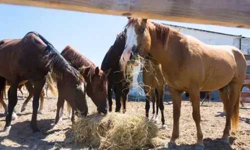 horse racing,online, rachakonda police, arrest, jojireddy