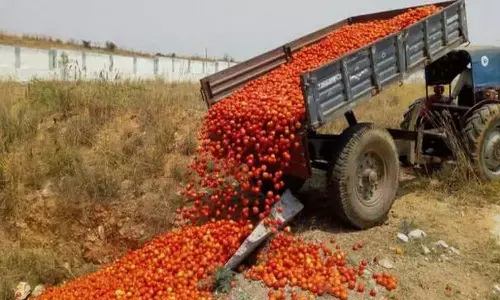 tomato market, price, madanapalle, andhra pradesh