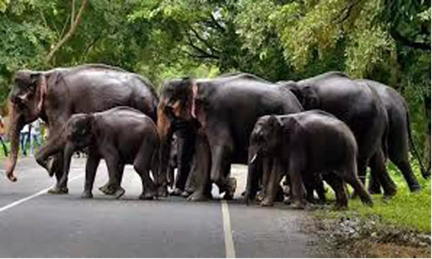 elephants, tirumala, ghat road, devotees