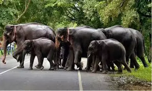 elephants, tirumala, ghat road, devotees