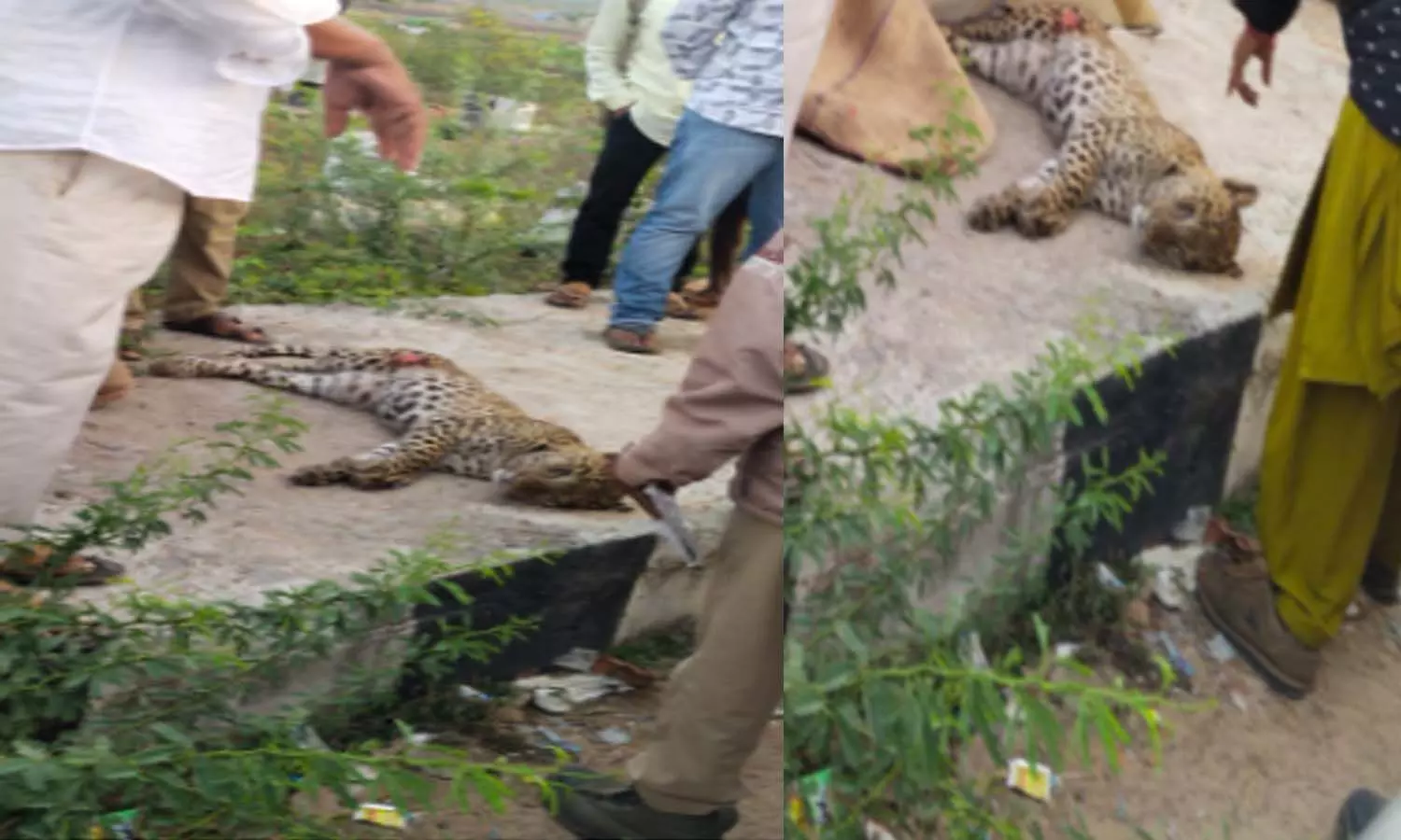 leopard, died, kadapa district