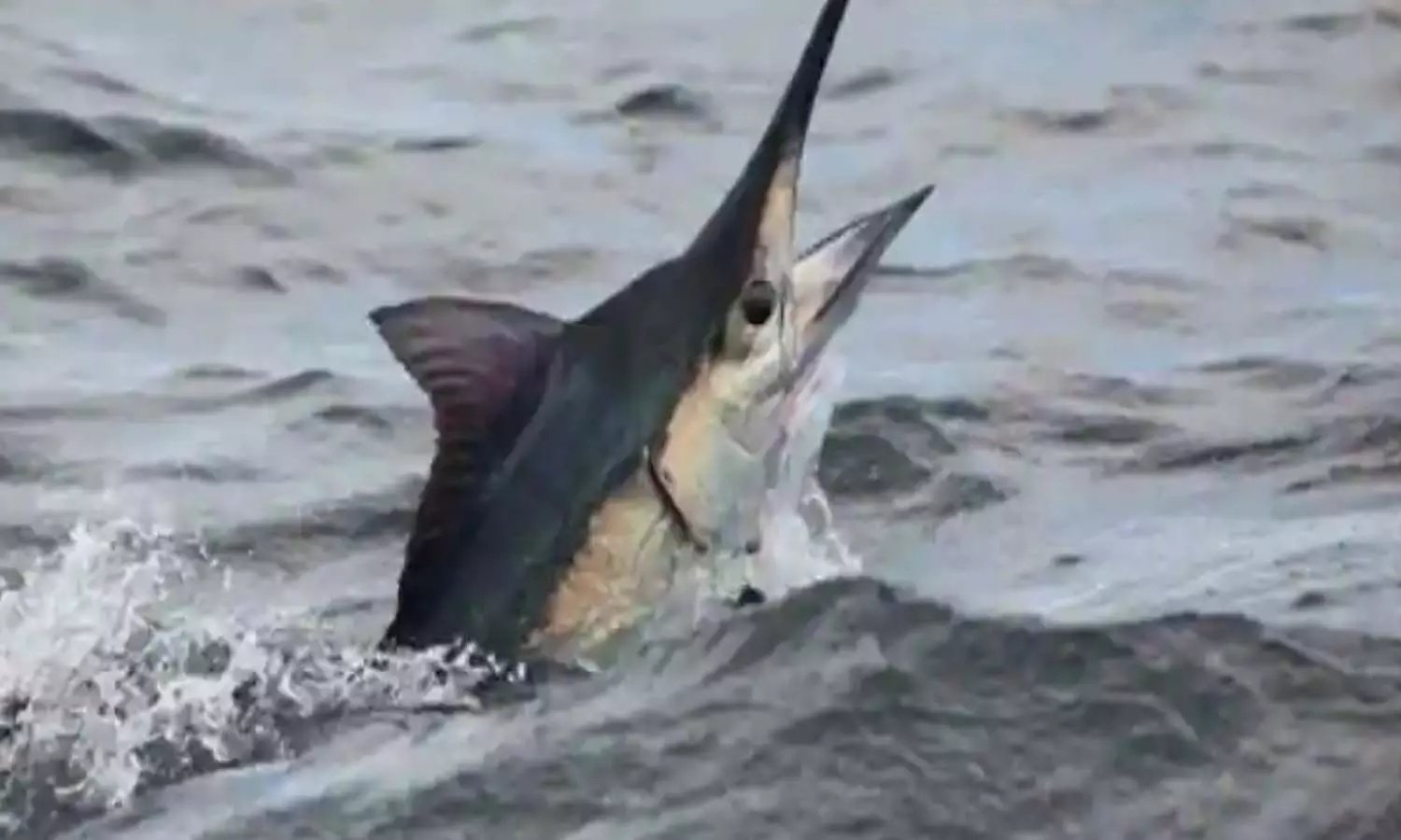 fish, killed, fishermen, joganna, visakhapatnam