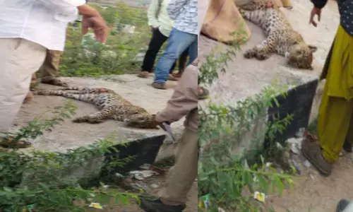 leopard, died, kadapa district