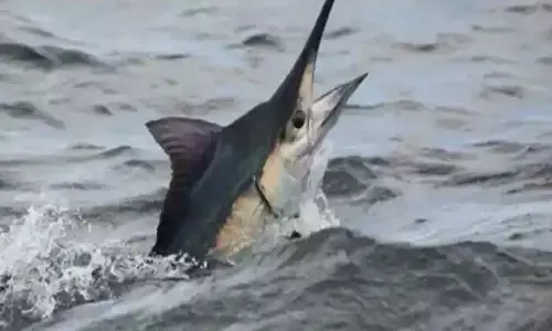 fish, killed, fishermen, joganna, visakhapatnam