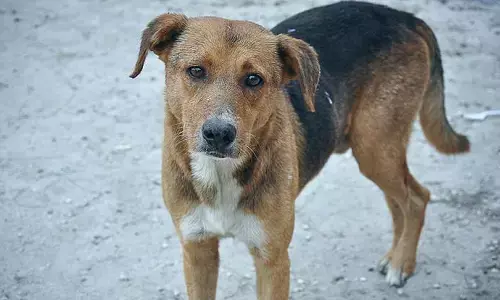 కుక్కనీ వదలని కామాంధుడు.. సీసీ టీవీ ఫుటేజీలో బయటపడ్డ దారుణం