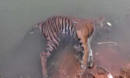 tiger , suspension, forest officers, kurnool district