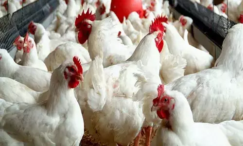 bird flu,  affect, chicken sales,  telugu states