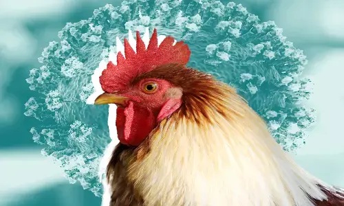 మహారాష్ట్రలో తీవ్రతరమవుతోన్న బర్డ్ ఫ్లూ.. వేలసంఖ్యలో కోళ్లు మృతి