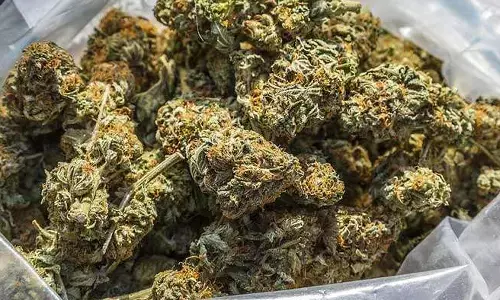 విదేశీ హై గ్రేడ్ గంజాయి..సీజ్ చేసిన అధికారులు