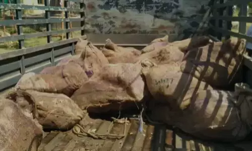 తాబేళ్ల అక్రమ రవాణా.. వ్యాన్ సీజ్, ముగ్గురు అరెస్ట్