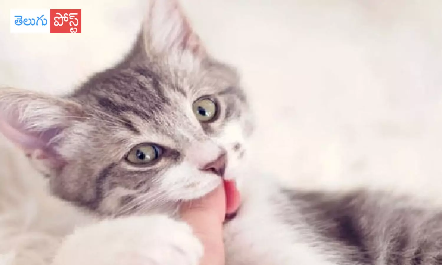 రెండు నెలలక్రితం కరిచిన పిల్లి.. ఇద్దరు మహిళలు మృతి రెండు నెలలక్రితం కరిచిన పిల్లి.. ఇద్దరు మహిళలు మృతి