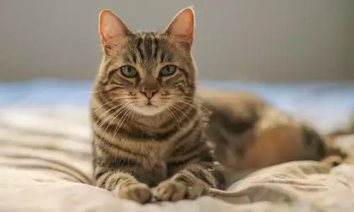 cat, bite, women, died, krishna district