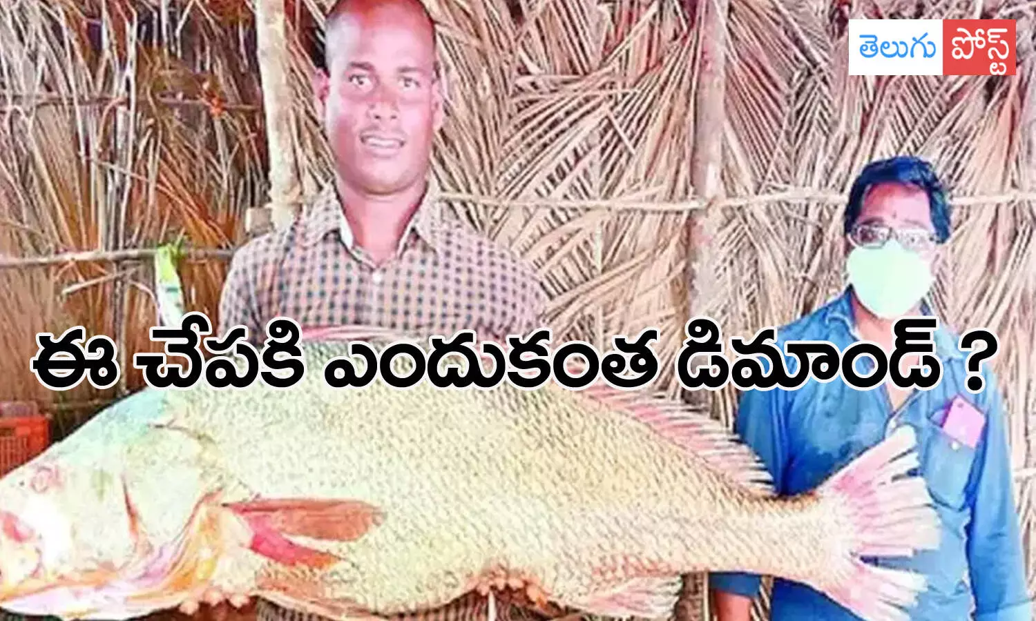 తూ.గో మత్స్యకారుల వలకు చిక్కిన అరుదైన చేప.. దీనికి ఎందుకింత డిమాండ్ ?