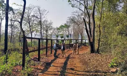 elephant attack, hassan district, karnataka