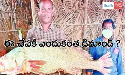 తూ.గో మత్స్యకారుల వలకు చిక్కిన అరుదైన చేప.. దీనికి ఎందుకింత డిమాండ్ ?