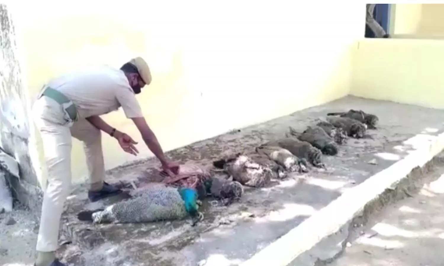 peacocks, tamilnadu, shnmugam, forest officials