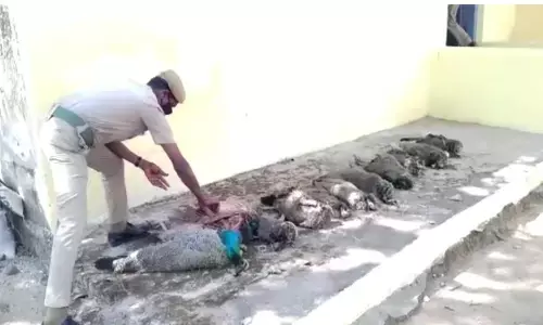 peacocks, tamilnadu, shnmugam, forest officials