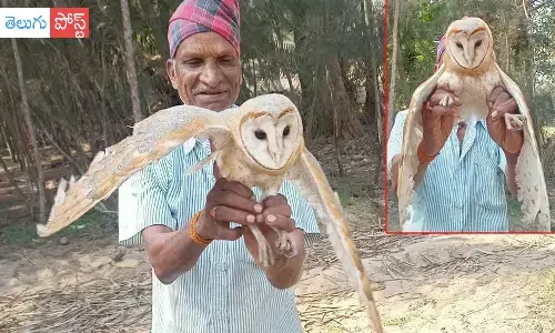 కోనసీమ కొబ్బరితోటలో అరుదైన పక్షి..