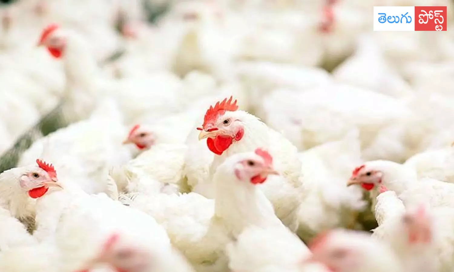 చికెన్ ప్రియులకు షాక్.. రూ.300 దాటిన కిలో చికెన్