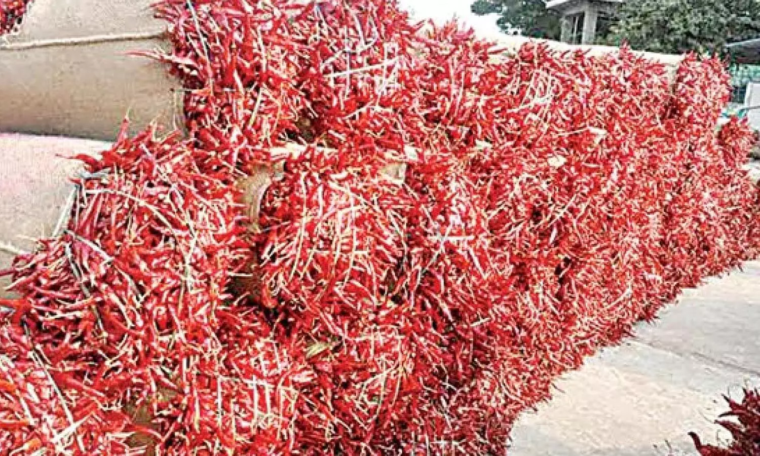 domestic chilli,  enumamula market yard, warangal, 52,000 rupees per quintal.